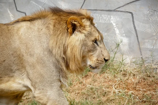 Lejonet Art Köttätande Däggdjur Släktet Panthera Och Familjen Felidae — Stockfoto