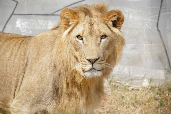 Lejonet Art Köttätande Däggdjur Släktet Panthera Och Familjen Felidae — Stockfoto