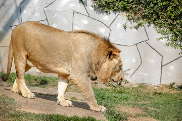 사자는 Panthera Felidae Family 의식성 동물의 일종이다 — 스톡 사진