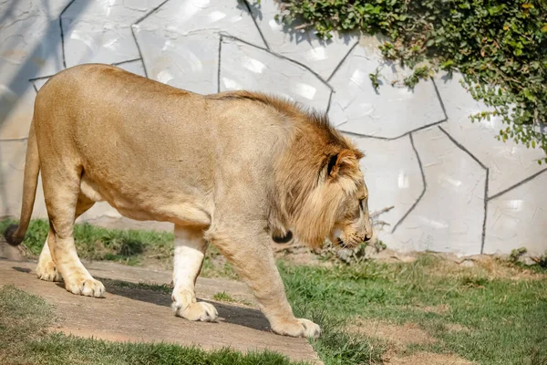 Singa Adalah Spesies Mamalia Karnivora Dari Genus Panthera Dan Famili — Stok Foto