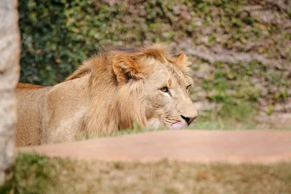 Lev Druh Masožravého Savce Rodu Panthera Čeledi Felidae — Stock fotografie