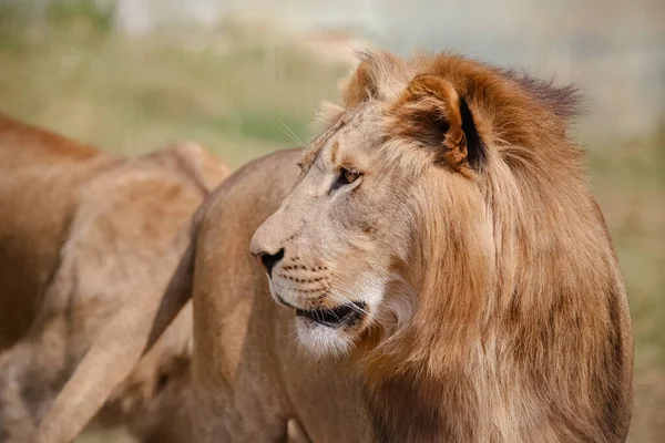 Lev Druh Masožravého Savce Rodu Panthera Čeledi Felidae — Stock fotografie