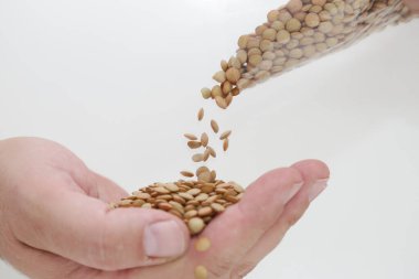  Baklagiller ailesinin küçük yıllık tırmanma tesisi..