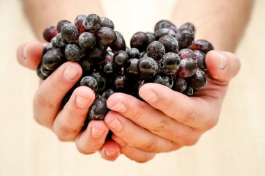 Bir grup doğal organik çiftçinin siyah üzümleri, arka planda siyah plaka, üst manzara, yakın fincanı..
