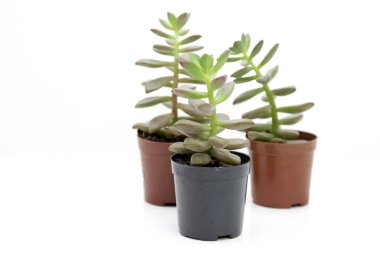 Beyaz arka planı olan bir tencerede sulu bitkiler..