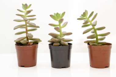 Beyaz arka planı olan bir tencerede sulu bitkiler..