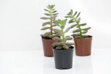 Beyaz arka planı olan bir tencerede sulu bitkiler..