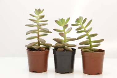 Beyaz arka planı olan bir tencerede sulu bitkiler..