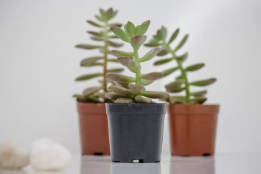 Beyaz arka planı olan bir tencerede sulu bitkiler..