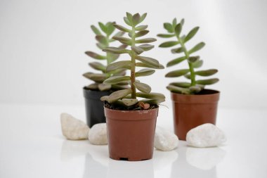 Beyaz arka planı olan bir tencerede sulu bitkiler..