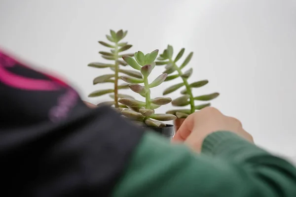 Beyaz Arka Planı Olan Bir Tencerede Sulu Bitkiler — Stok fotoğraf
