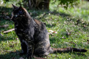 Pullu kedinin siyah ve turuncu renkli bir ceketi vardır, yani aynı zamanda kaplumbağa kedi olarak da bilinir..