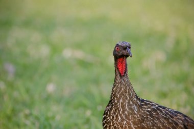 Jacu Penelope, 15 türden oluşan bir kuş cinsidir..