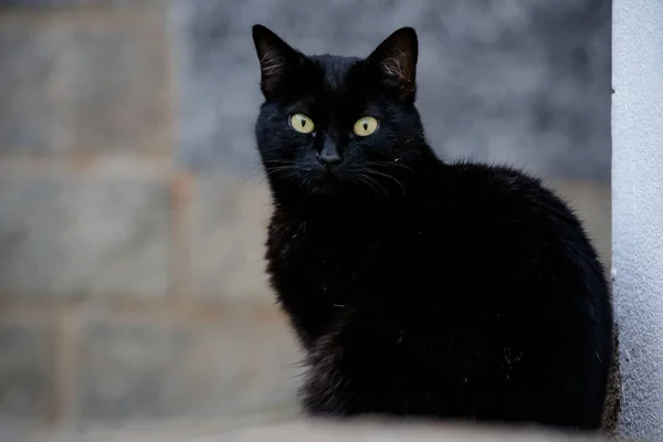 Gatto Squamoso Cappotto Colore Nero Arancione Quindi Può Anche Essere — Foto Stock