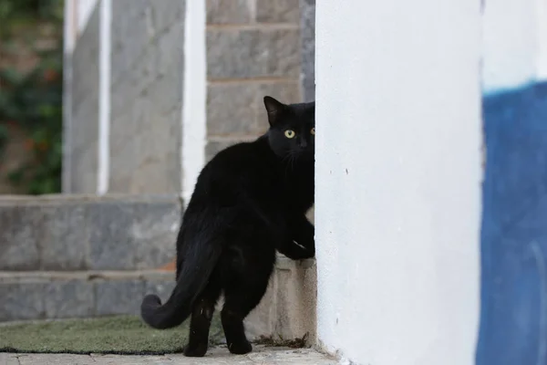 Gatto Squamoso Cappotto Colore Nero Arancione Quindi Può Anche Essere — Foto Stock