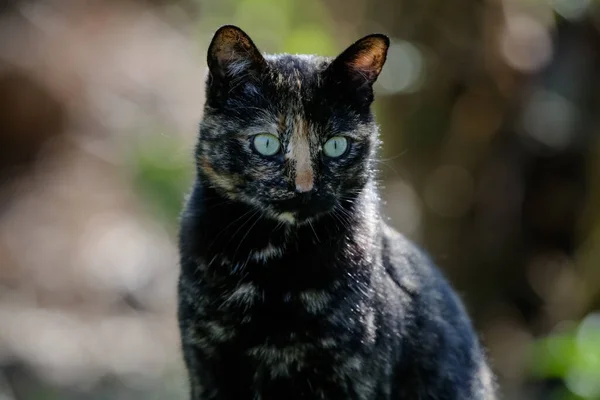 Die Schuppige Katze Hat Ein Schwarz Und Orange Gefärbtes Fell — Stockfoto