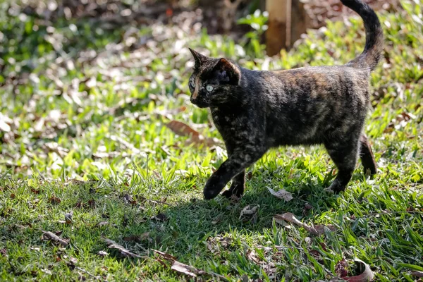 Chat Écailleux Manteau Couleur Noire Orange Peut Donc Également Être — Photo