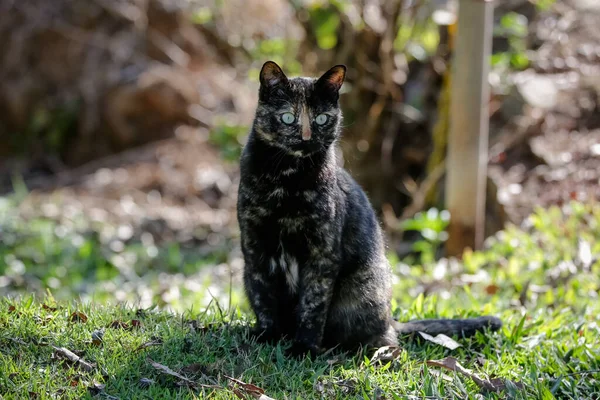 Gatto Squamoso Cappotto Colore Nero Arancione Quindi Può Anche Essere — Foto Stock