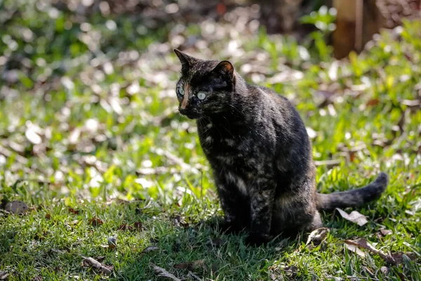 Gato Escamoso Tem Casaco Preto Laranja Por Isso Também Pode — Fotografia de Stock