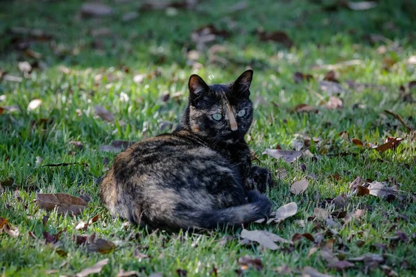 Чешуйчатый Кот Имеет Черно Оранжевый Цвет Пальто Известен Черепашья Кошка — стоковое фото
