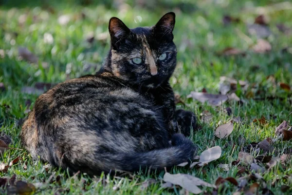 Gatto Squamoso Cappotto Colore Nero Arancione Quindi Può Anche Essere — Foto Stock