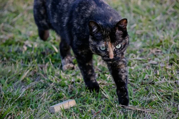 Die Schuppige Katze Hat Ein Schwarz Und Orange Gefärbtes Fell — Stockfoto