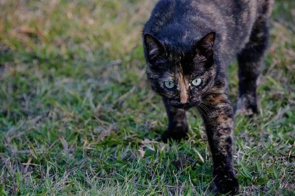 Gato Escamoso Tem Casaco Preto Laranja Por Isso Também Pode — Fotografia de Stock