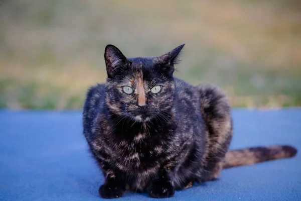 Die Schuppige Katze Hat Ein Schwarz Und Orange Gefärbtes Fell — Stockfoto