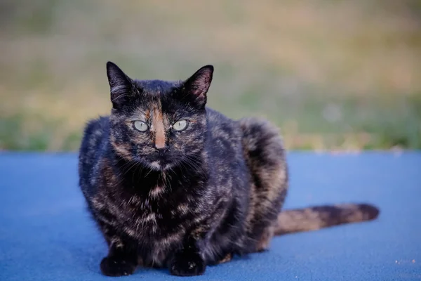 Die Schuppige Katze Hat Ein Schwarz Und Orange Gefärbtes Fell — Stockfoto