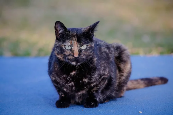 Die Schuppige Katze Hat Ein Schwarz Und Orange Gefärbtes Fell — Stockfoto