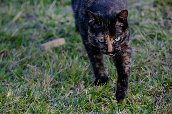 鱗状の猫には黒とオレンジ色のコートがあり カメ猫とも呼ばれます — ストック写真