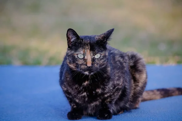Gatto Squamoso Cappotto Colore Nero Arancione Quindi Può Anche Essere — Foto Stock