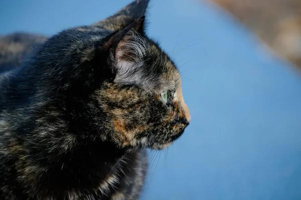 Die Schuppige Katze Hat Ein Schwarz Und Orange Gefärbtes Fell — Stockfoto