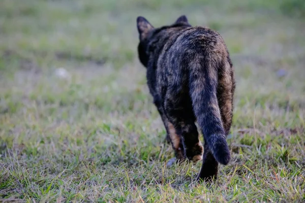 Gato Escamoso Tiene Una Capa Color Negro Naranja Por Que — Foto de Stock