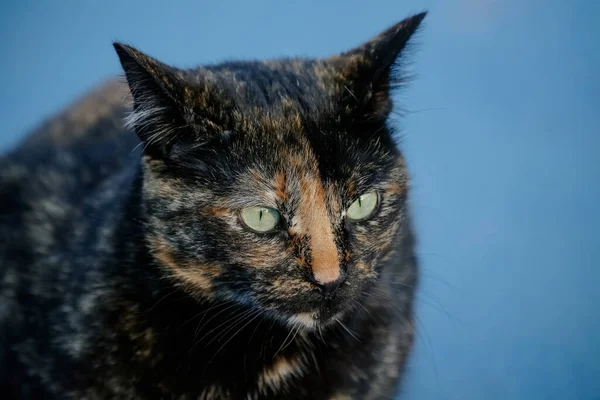 Gato Escamoso Tem Casaco Preto Laranja Por Isso Também Pode — Fotografia de Stock