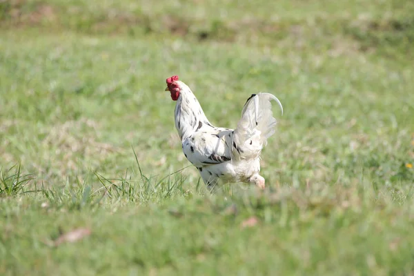 Hühner Fressen Busch Verschiedener Arten Und Größen Auf Dem Gras — Stockfoto