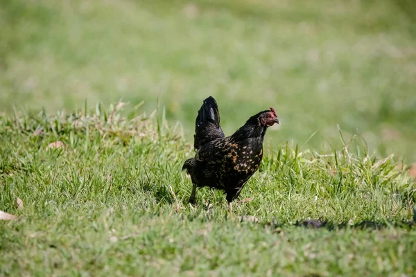 Цыплята Едят Кусты Различных Видов Размеров Траве Поле — стоковое фото