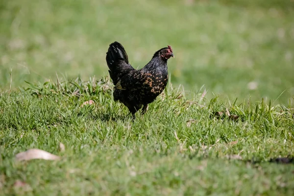 Κοτόπουλα Τρώει Θάμνους Διαφόρων Τύπων Και Μεγεθών Στο Γρασίδι Στον — Φωτογραφία Αρχείου