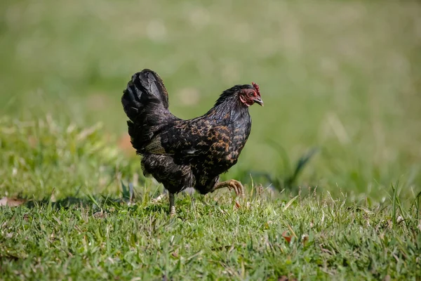 Tavuklar Çeşitli Çalı Büyüklükteki Çimleri Yiyorlar — Stok fotoğraf