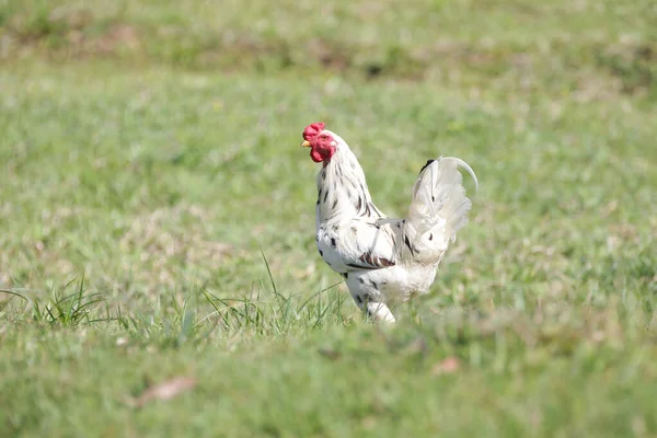 小鸡在田里的草地上吃各种大小的灌木 — 图库照片