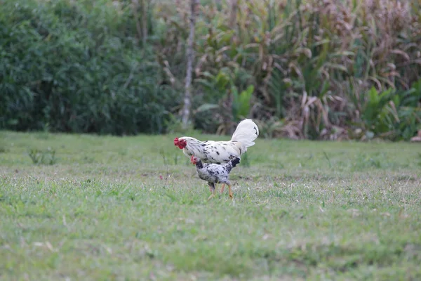 Pollos Comiendo Arbusto Varios Tipos Tamaños Hierba Campo — Foto de Stock