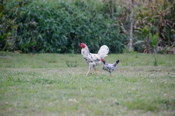 Pollos Comiendo Arbusto Varios Tipos Tamaños Hierba Campo — Foto de Stock