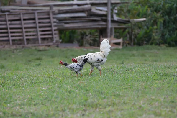 畑の草の上に様々な種類や大きさの茂みを食べる鶏 — ストック写真