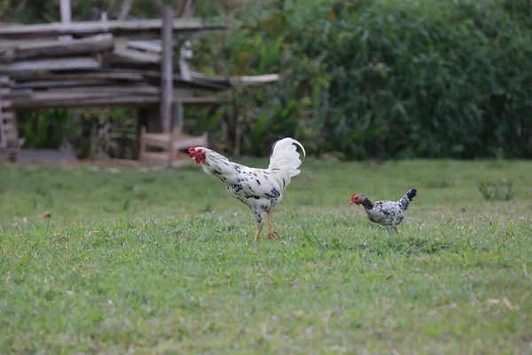 Pollos Comiendo Arbusto Varios Tipos Tamaños Hierba Campo — Foto de Stock