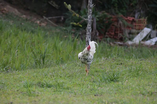 Hühner Fressen Busch Verschiedener Arten Und Größen Auf Dem Gras — Stockfoto