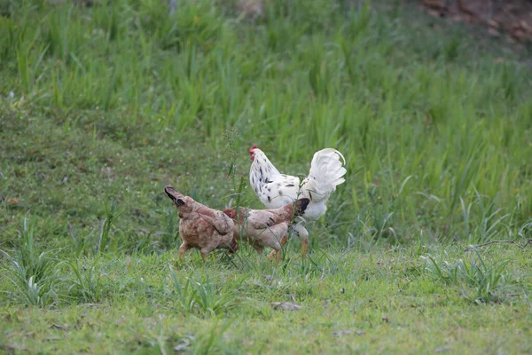 Hühner Fressen Busch Verschiedener Arten Und Größen Auf Dem Gras — Stockfoto