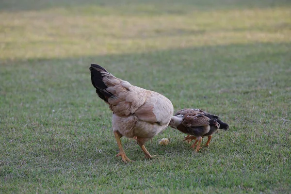 Kippen Eten Struik Van Verschillende Soorten Maten Het Gras Het — Stockfoto