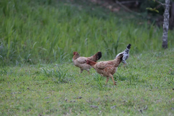 Pollos Comiendo Arbusto Varios Tipos Tamaños Hierba Campo — Foto de Stock