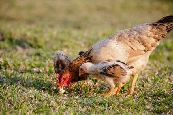 Tavuklar Çeşitli Çalı Büyüklükteki Çimleri Yiyorlar — Stok fotoğraf