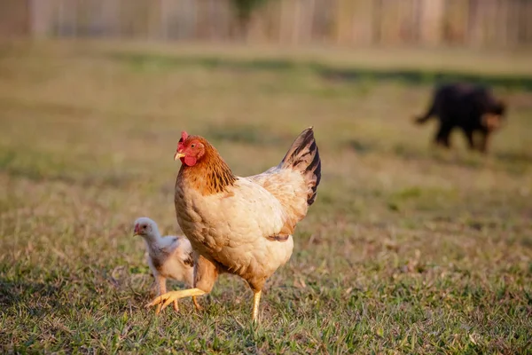 Tavuklar Çeşitli Çalı Büyüklükteki Çimleri Yiyorlar — Stok fotoğraf